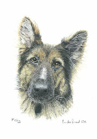 Coloured Pencil Drawing Police Dog